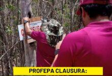 Photo of Ecocidio en la Reserva Biocultural del Puuc, PROFEPA clausura trabajos de desmonte