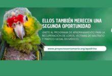 Photo of Buscan padrinos para loros en Yucatán