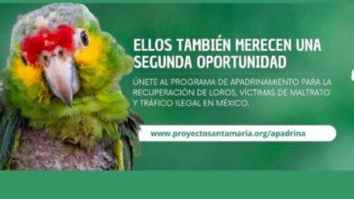 Photo of Buscan padrinos para loros en Yucatán