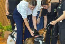Photo of “De la calle al corazón», el programa que rescata perritos para dar apoyo emocional