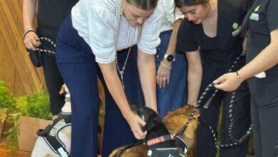 Photo of “De la calle al corazón», el programa que rescata perritos para dar apoyo emocional