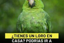 Photo of ¿Tienes un loro en casa? Podrías ir a prisión hasta 9 años