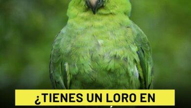Photo of ¿Tienes un loro en casa? Podrías ir a prisión hasta 9 años