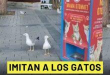 Photo of Gaviotas maúllan para conseguir comida