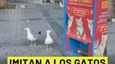 Photo of Gaviotas maúllan para conseguir comida