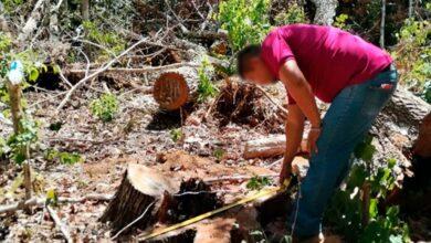 Photo of Profepa clausura predio destruir área protegida en Yucatán