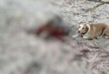 Photo of Atacan a «Manchas», guardiana de las tortugas