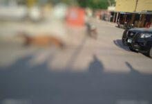 Photo of Yegua muer€ por presunto golpe de calor 