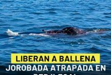 Photo of Liberan a ballena jorobada atrapada en red ilegal