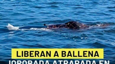 Photo of Liberan a ballena jorobada atrapada en red ilegal