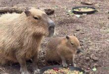 Photo of Capibara y su bebé: lo más hermoso que verás hoy