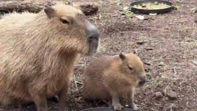 Photo of Capibara y su bebé: lo más hermoso que verás hoy