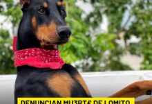 Photo of Snoop, pierde la vida; denuncian negligencia de Barf