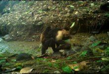 Photo of Monos capuchinos s3cu3stran a las crías de otra especie por ‘aburrimiento’