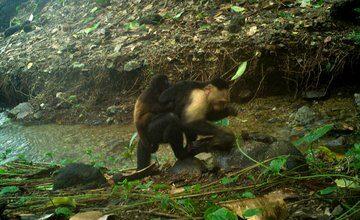 Photo of Monos capuchinos s3cu3stran a las crías de otra especie por ‘aburrimiento’
