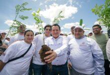 Photo of Yucatán apuesta por un futuro verde, sembrará un millón de árboles