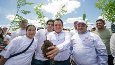 Photo of Yucatán apuesta por un futuro verde, sembrará un millón de árboles