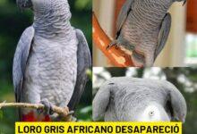 Photo of Nigel, el loro que desapareció 4 años, olvidó el inglés y volvió hablando español