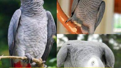 Photo of Nigel, el loro que desapareció 4 años, olvidó el inglés y volvió hablando español