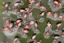 Photo of Eclosionan el 80% de flamencos yucatecos