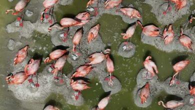 Photo of Eclosionan el 80% de flamencos yucatecos