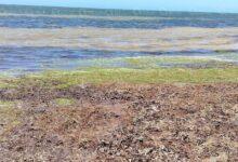 Photo of El sargazo llega a las playas de Yucatán