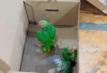 Photo of Detenidos por tráfico ilegal de aves y mono