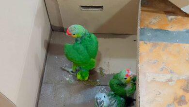 Photo of Detenidos por tráfico ilegal de aves y mono