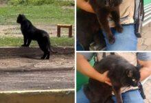 Photo of Gatito es confundido con una “pantera” en San Luis Potosí