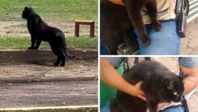 Photo of Gatito es confundido con una “pantera” en San Luis Potosí
