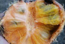 Photo of “Pox” o “pool box”, una fruta exótica de Yucatán