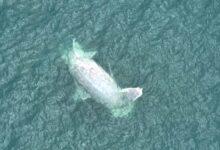 Photo of Recala ballena muerta en Progreso