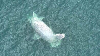 Photo of Recala ballena muerta en Progreso