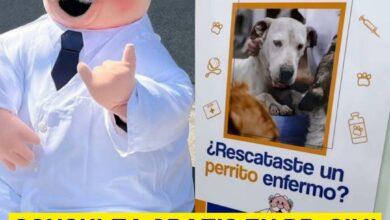 Photo of Veterinarias de Similares dará atención gratuita a perritos rescatados