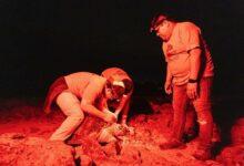 Photo of Protegen a las tortugas en Campeche