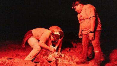 Photo of Protegen a las tortugas en Campeche