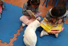Photo of El estudiante de preescolar de cuatro patas: Un gato blanco