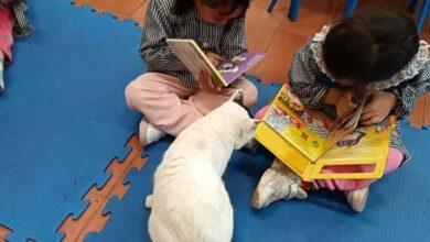 Photo of El estudiante de preescolar de cuatro patas: Un gato blanco
