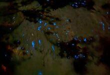 Photo of Sorprende bioluminiscencia el mar de Progreso