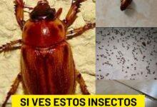 Photo of ¡No aplastes a los cuclines!