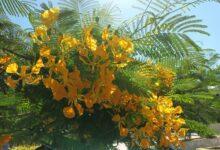 Photo of El flamboyán no sólo tiene flores anaranjadas sino también amarillas