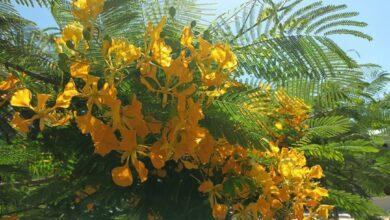 Photo of El flamboyán no sólo tiene flores anaranjadas sino también amarillas