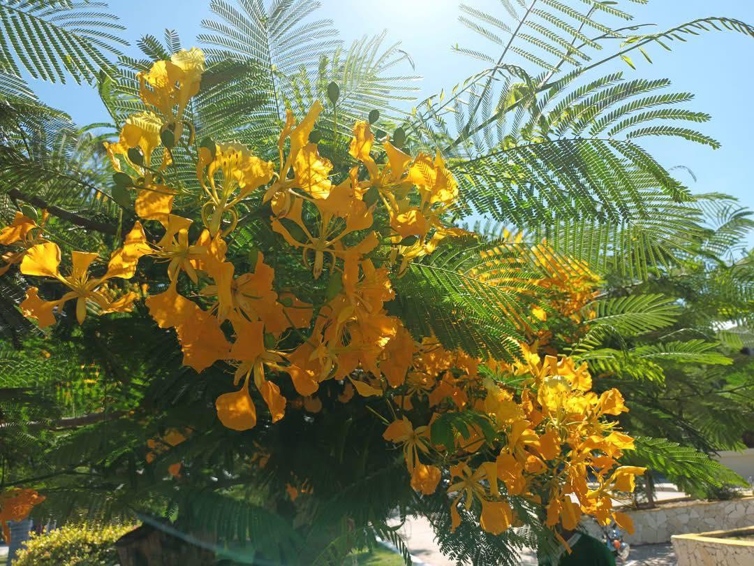 El flamboyán no sólo tiene flores anaranjadas sino también amarillas ...