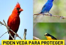 Photo of Piden veda para proteger a las aves en Yucatán