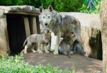 Photo of ¡Nacen 4 crías de lobo mexicano!