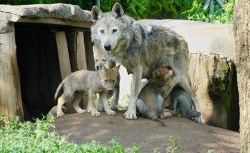 Photo of ¡Nacen 4 crías de lobo mexicano!