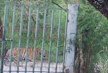 Photo of Captan a tigre deambulando en Salinas Victoria, Nuevo León