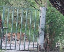 Photo of Captan a tigre deambulando en Salinas Victoria, Nuevo León