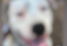 Photo of Vinculado a proceso por crueldad animal