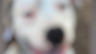 Photo of Vinculado a proceso por crueldad animal
